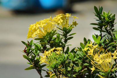 Close-up of yellow flowering plant