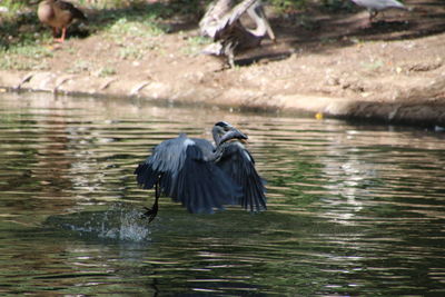 Bird perching on lake with fish