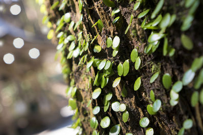 Close-up of moss growing on tree trunk