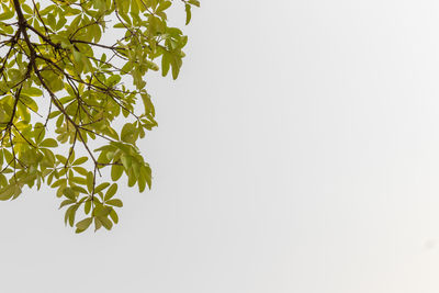 Low angle view of tree against clear sky