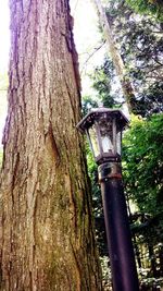 Low angle view of trees