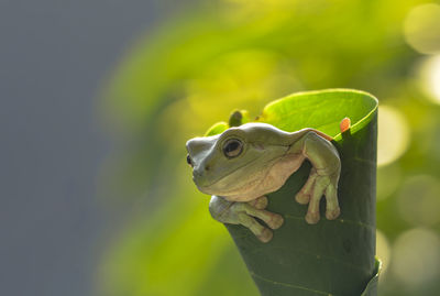 Close-up of frog on leaf