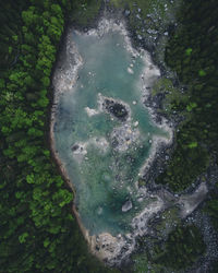 High angle view of moss on rock