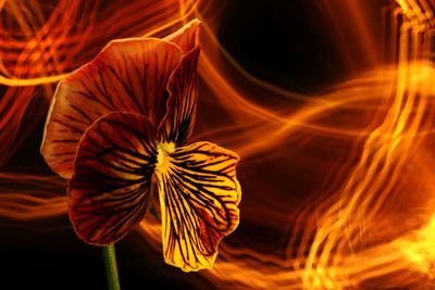 Close-up of orange rose flower