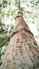 Low angle view of tree trunk