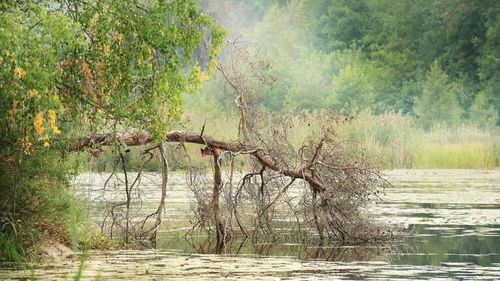 Scenic view of lake in forest