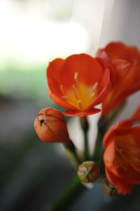 Close-up of red tulip