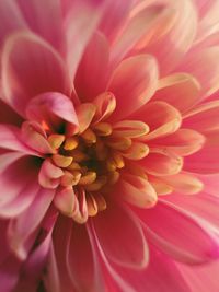 Close-up of pink flower