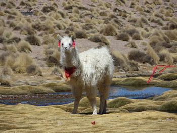 Portrait of a llama on landscape