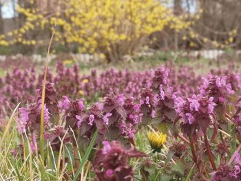 Close-up of pink flowering plants on field