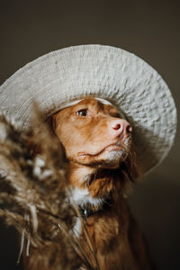 Cute brown nova scotia duck tolling retriever in white hat. face of the dog.