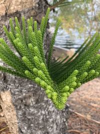 High angle view of plant growing on field