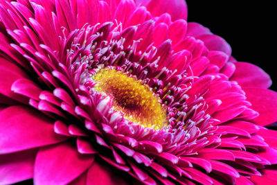 Close-up of purple flower