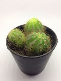 High angle view of potted plant