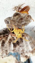 Close-up of yellow butterfly on leaf