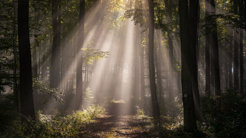 Sunlight streaming through trees in forest