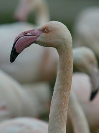 Close-up of swan