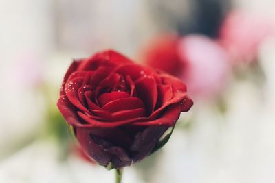 Close-up of red rose