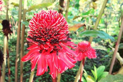 Close-up of red flowers