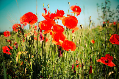 Close-up of red poppy flowers in field