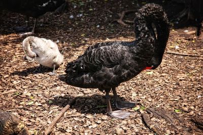 High angle view of duck on field
