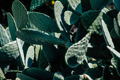 Close-up of succulent plant on field