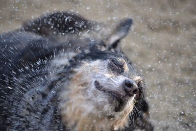 Close up of animal in water