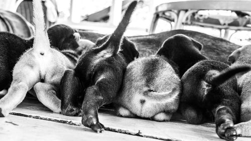 Close-up of a sleeping on wood