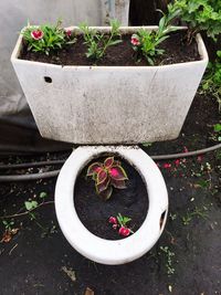 High angle view of plants