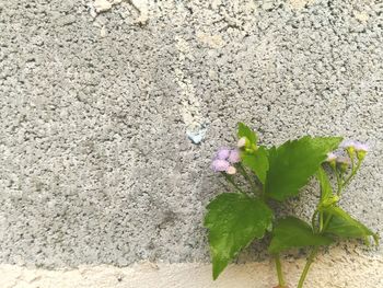 High angle view of purple flowering plant