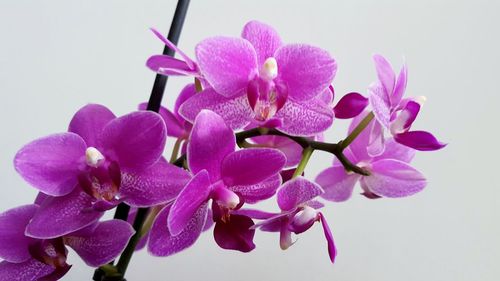 Close-up of pink orchids against white background