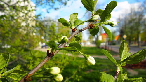 Close-up of plant growing on tree