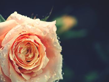 Close-up of rose against blurred water