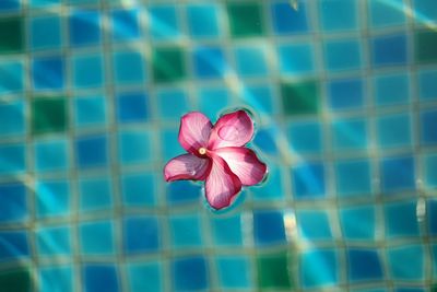 Close-up of pink flower against blurred background