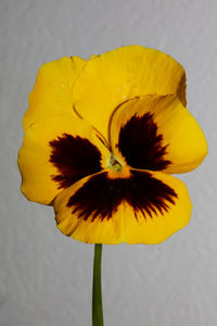 Close-up of yellow flower against white background