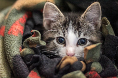 Close-up portrait of a cat