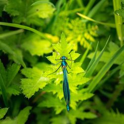 Close-up of insect on green plant