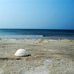 Scenic view of beach