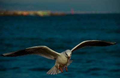 Seagull flying over sea