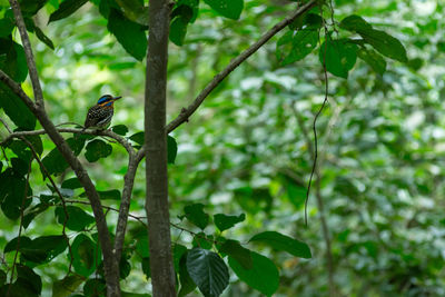 Low angle view of bird perching on tree