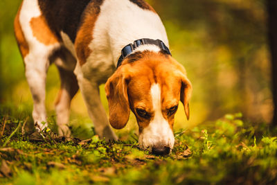 Close-up of dog on field