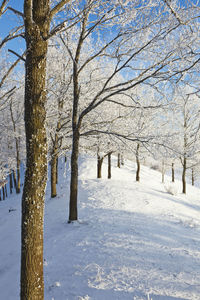 Bare trees on snow covered land