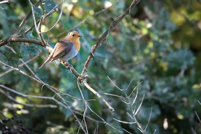 Bird perching on branch