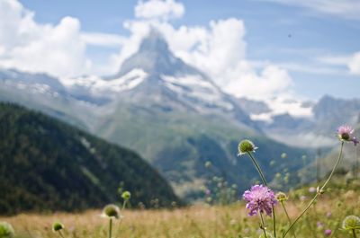 Scenic view of flowering plants on field against sky