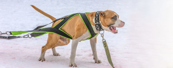 Dog in the winter competitions weight pulling.