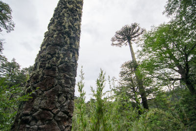 Low angle view of trees against sky