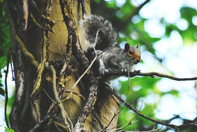 Low angle view of squirrel on tree