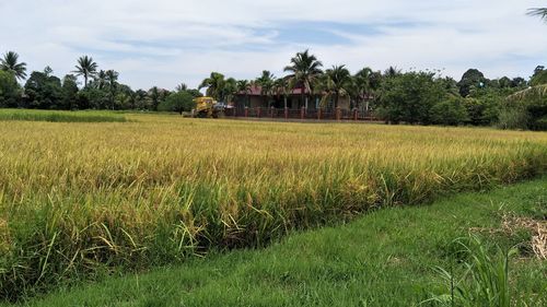 Scenic view of agricultural field against sky