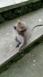 High angle view of monkey on retaining wall