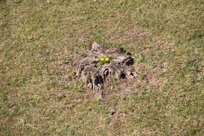 High angle view of bird on land